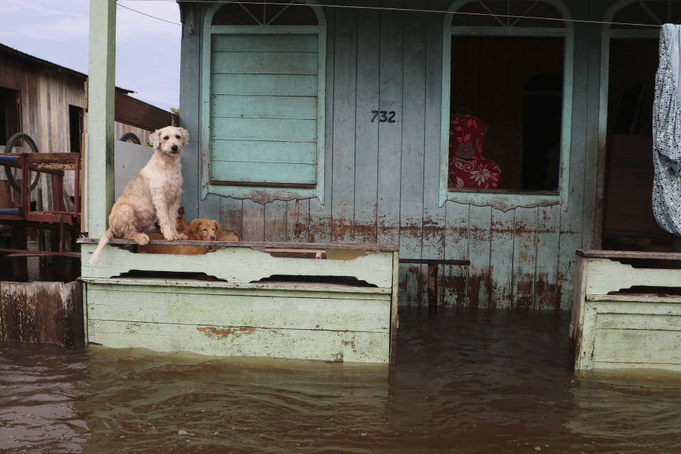 Dogs stand on a porch ledge above floodwater in Anama, Amazonas state, Brazil, Thursday, May 13, 2021. (AP Photo/Edmar Barros)