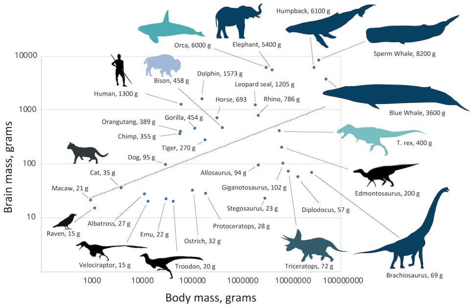 Tamaño del cerebro frente a la masa corporal de los dinosaurios, mamíferos y aves. Nick Longrich