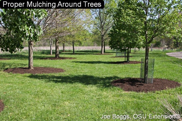 Mulching should be applied to a maximum depth of 4 inches.