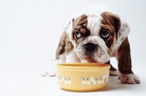 Even dogs need to eat their veggies.