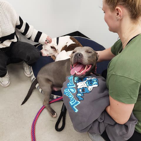 <p>Courtesy of Twenty Paws Rescue</p> Dog sisters Diamond and Erica enjoying attention from Twenty Paws Rescue staff members