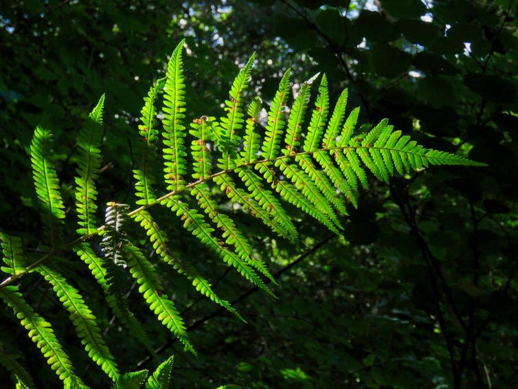 <span class="caption">Ferns such as this wood fern (<em>Dryopteris</em>) flourished after the mass extinction.</span> <span class="attribution"><span class="source">Mark Puttick</span></span>