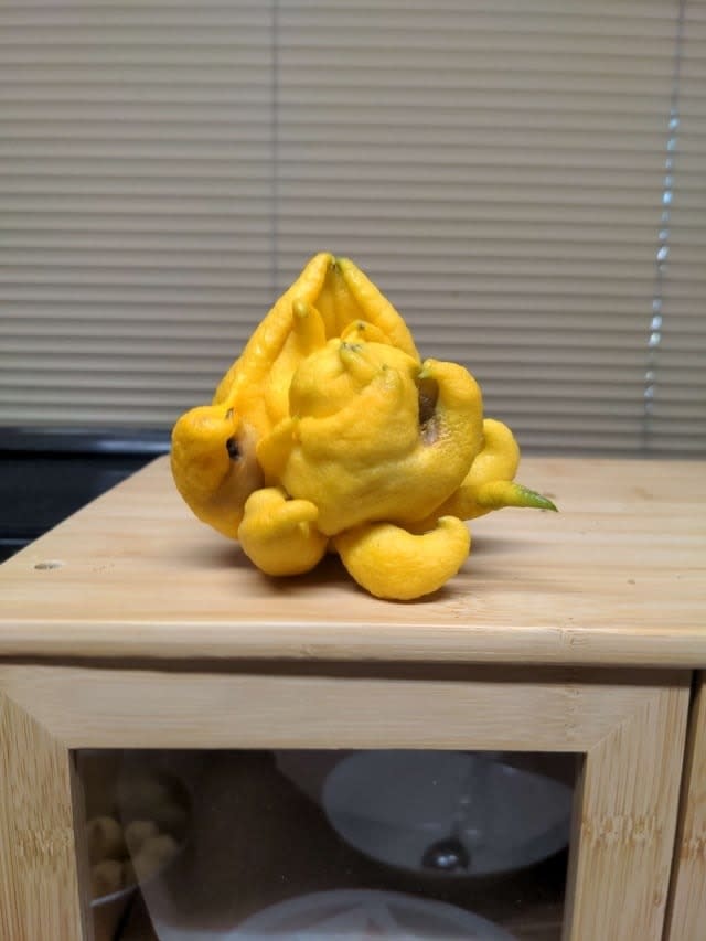 a mutated lemon