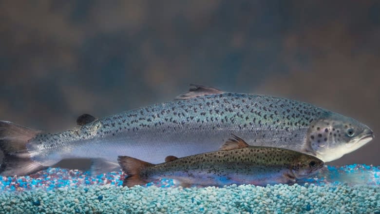 FDA&#39;s approval of AquaBounty GMO salmon decried by environmental groups