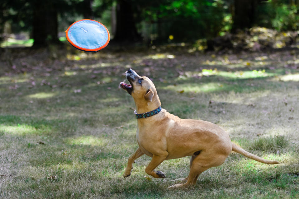 dog frisbee, dog training, training rescue dog products