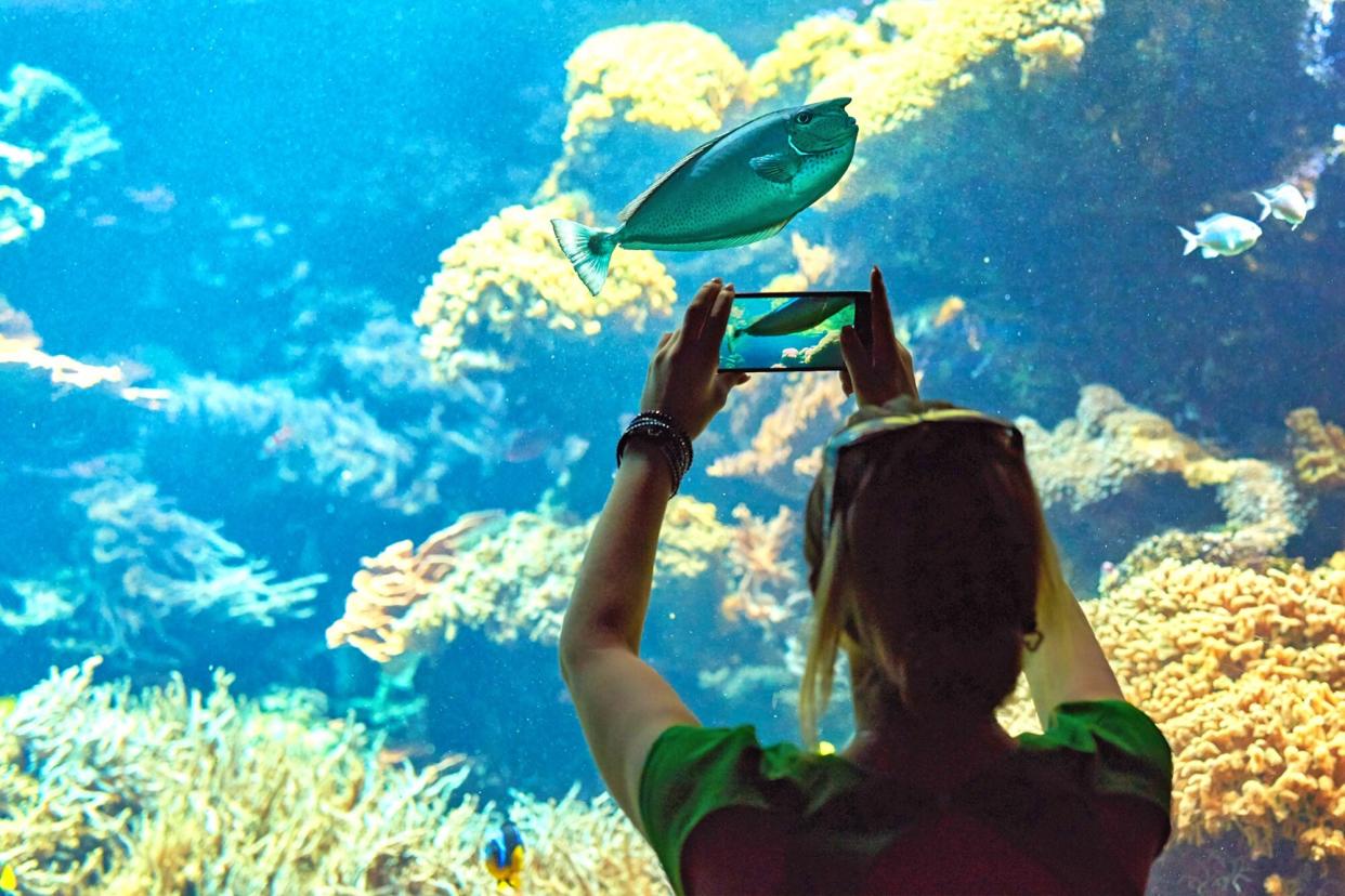woman taking a photo of an aquarium with her smart phone