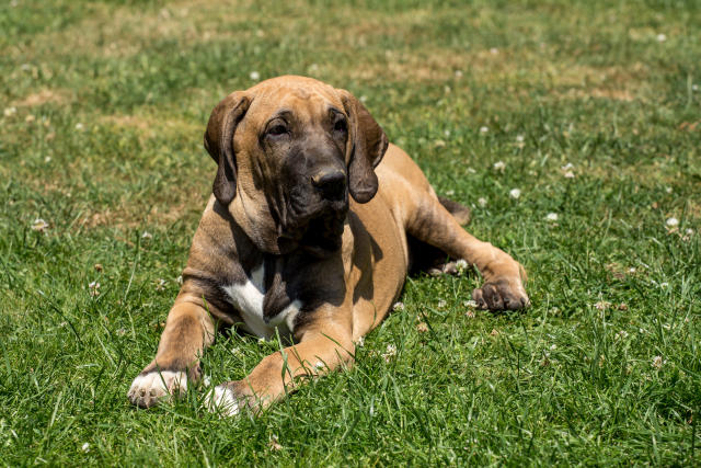 BBC News  In pictures: Dangerous dogs, Fila Brasileiro