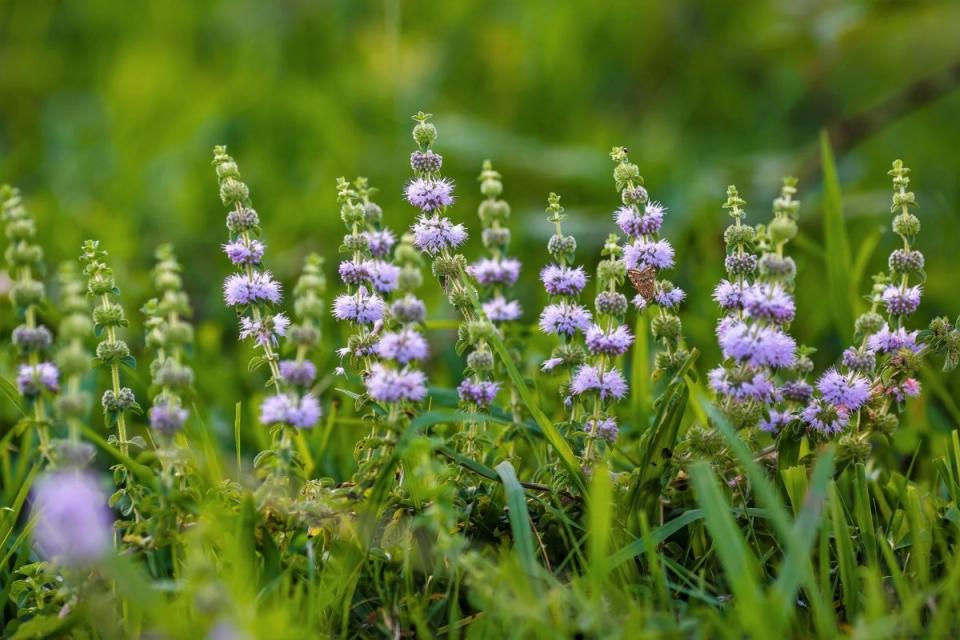 Pennyroyal plant with purple flowers.