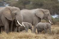 Elephants graze during World Elephant Day, in the Amboseli National Park