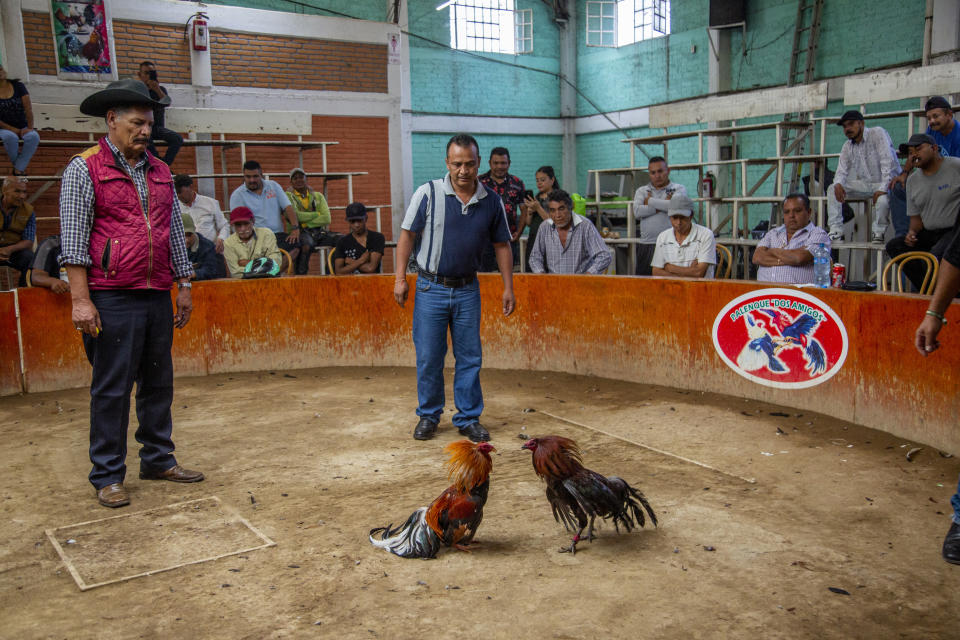 16 June 2019, Mexico, Chimalhuacan: Men follow a cockfight in a small arena. Animals are carefully raised in Mexico for such cock fights. They are then presented at regional fairs and folk festivals. The Mexican government describes the fighting as a tradition that has been cultivated in the country since the 16th century and praises it as an important part of Mexican culture. Photo: Jair Cabrera Torres/dpa (Photo by Jair Cabrera Torres/picture alliance via Getty Images)