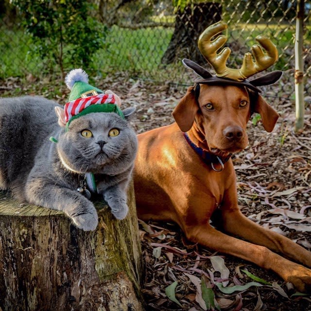 Mascotas con espíritu navideño