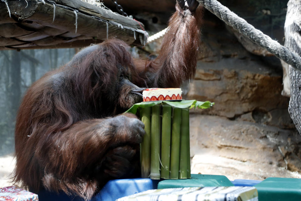 Orangutan Nenette eats a cake as she celebrates her 50th birthday, at the Jardin des Plantes zoo, in Paris, Sunday, June 16, 2019. (AP Photo/Thibault Camus)