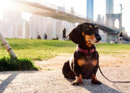 <p>Vivian the Dachshund is made to appear gigantic in a photoshopped image by her owner Mitch Boyer. (Mitch Boyer/Caters News)<br></p>