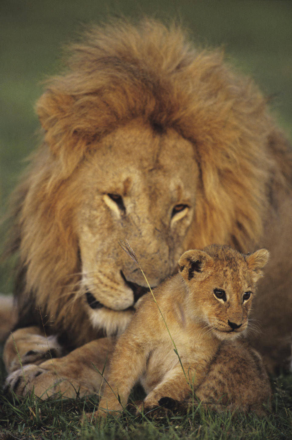 Male lion (Panthera leo) with cub, Masai Mara National Reserve, Kenya