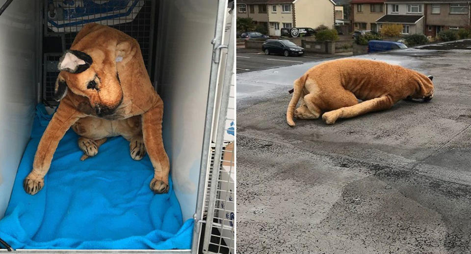 A stuffed Great Dane rescued from the roof of Elim Pentecostal Church in Port Talbot. Source: RSPCA Cymru