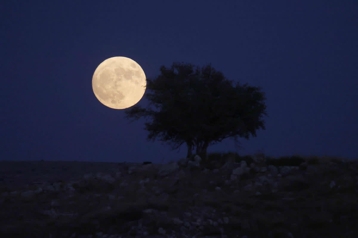  (AFP via Getty Images)