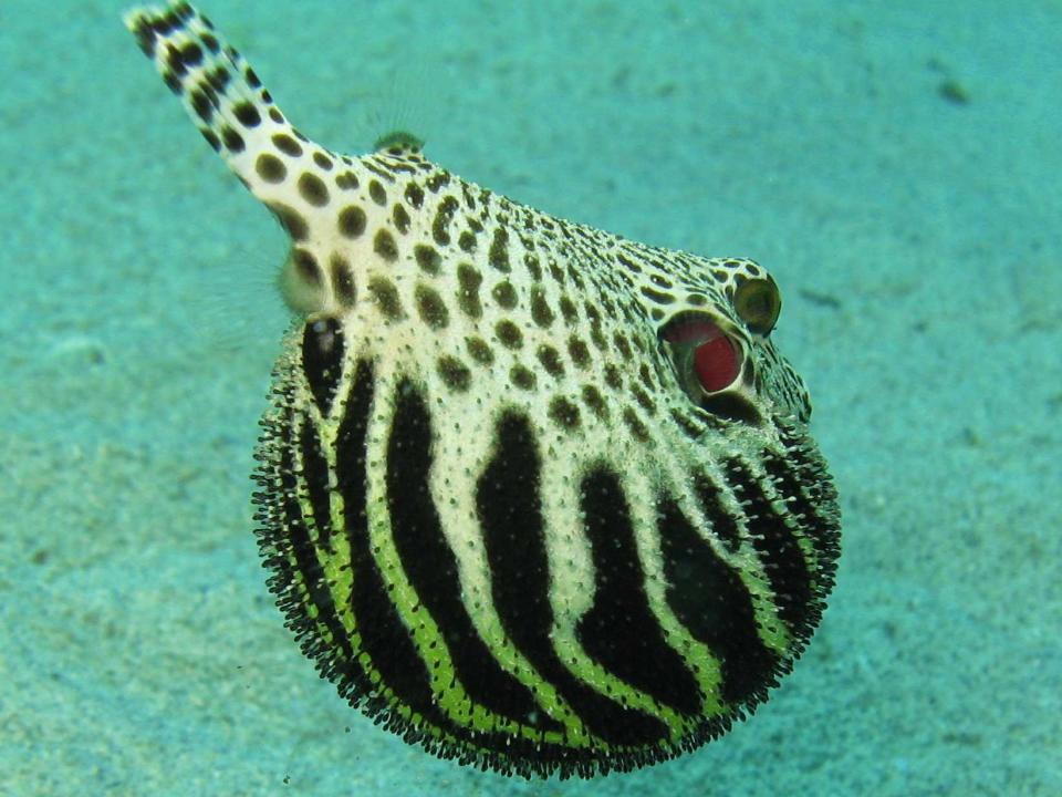 Puffer fish