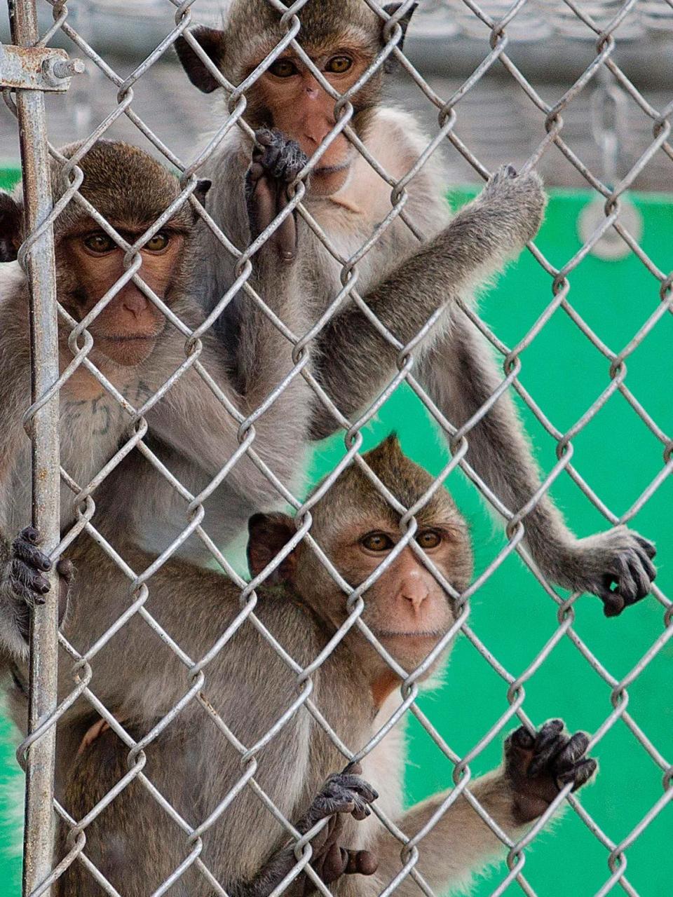 In this April 9, 2015, photo, a group of cynomolgus macaques await treats from their handlers at Primate Products in Hendry County, Florida. Residents there also were upset about the growing industry in their rural county.