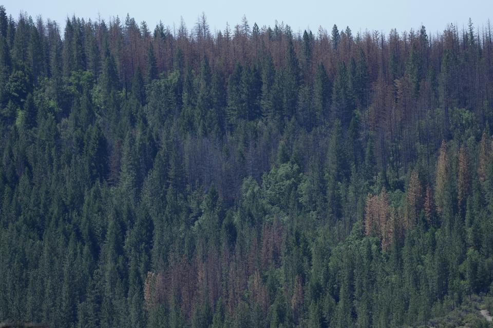 Trees killed by drought and the western bark beetle are visible in the Tahoe National Forest, Tuesday, June 6, 2023, near Camptonville, Calif. By logging and burning trees and low-lying vegetation, officials hope to lessen forest fuels and keep fires that originate on federal lands from exploding through nearby cities and towns. (AP Photo/Godofredo A. Vásquez)