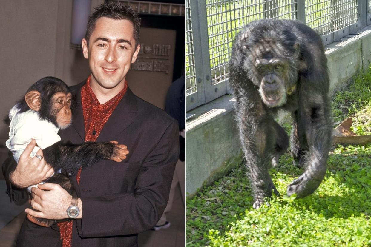 Alan Cumming and Buddy the Chimpanzee attend the "Buddy" Culver City Premiere on May 31, 1997 at Sony Pictures Studios in Culver City, California. (Photo by Ron Galella, Ltd/Ron Galella Collection via Getty Images); Please complete the following, as applicable: What is shown in the photograph – Tonka the chimp Where was the image taken – Save the Chimps sanctuary, Ft. Pierce FL When was the image taken – June 6, 2022 Who took the photograph – Mika Roberts (sanctuary staff) Full credit line – Mika Roberts / Save the Chimps Source contact information: Name: Mika Roberts  Phone: 772-342-3495 E-mail: mika@savethechimps.org