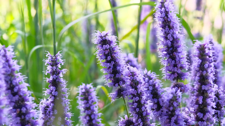 Close up of lavender plant