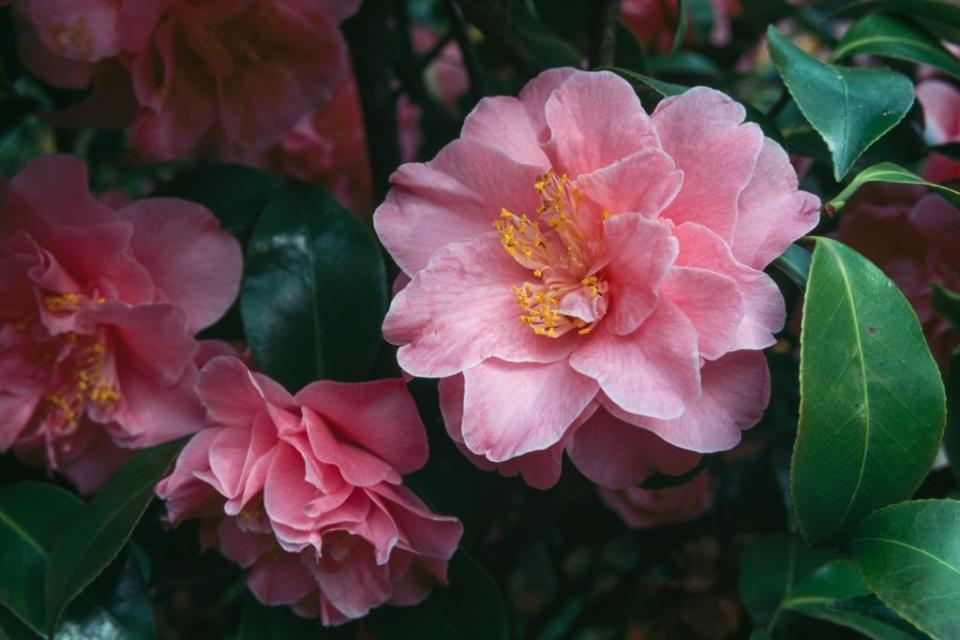 <p>Because they bloom from fall until spring, camellias provide color and life to the garden when most other flowering shrubs and blooms are dormant. It is an evergreen bush that does best in mild climates. </p>