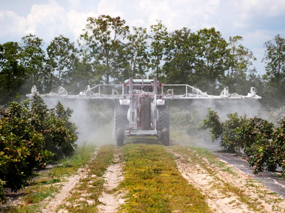 A tractor at Richey's grove spraying white clay over the orange trees to keep invasive insects out.