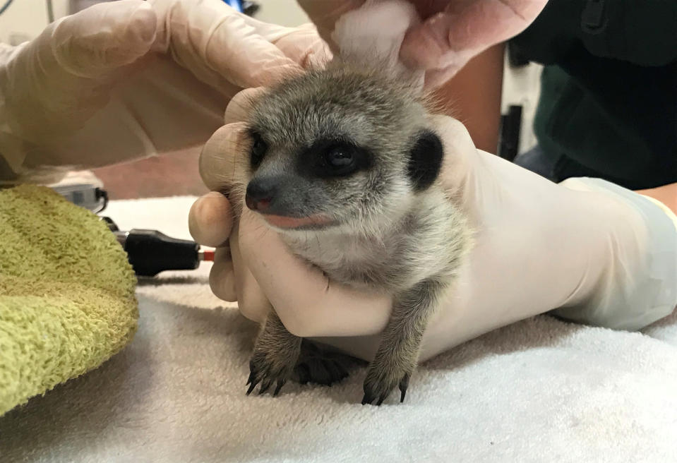 In this Sept. 21, 2018 photo released by Perth Zoo, a baby meerkat is checked by Perth Zoo staff after it was found at a property 130 kilometers (80 miles) away, in the town of Beverley. A man who claims he "fell in love" with a meerkat pup has been fined $4,000 in a Perth court, Wednesday, Nov. 14, 2018 after pleading guilty to stealing the animal from its enclosure at Perth Zoo in September. (Perth Zoo via AP)