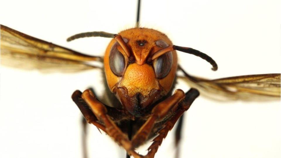 Look into the eyes of this "murder hornet." The invasive species slaughters honeybees, can be deadly to humans and unfortunately has been spotted in the USA.