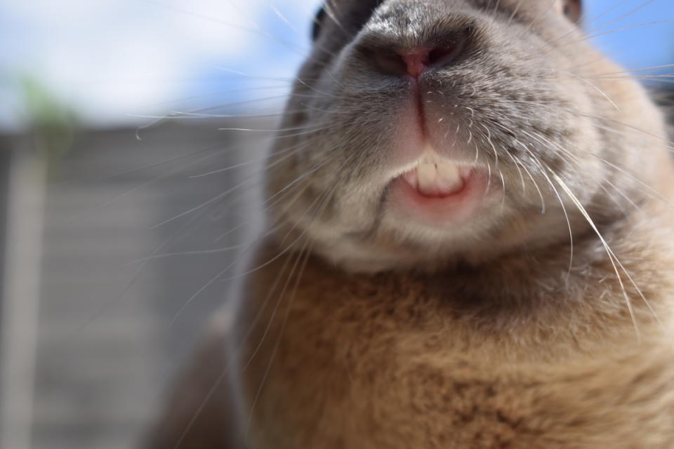 Close up of rabbit's teeth