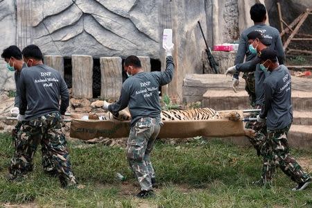 A sedated tiger is stretchered as officials start moving tigers from Tiger Temple, May 30, 2016. REUTERS/Chaiwat Subprasom