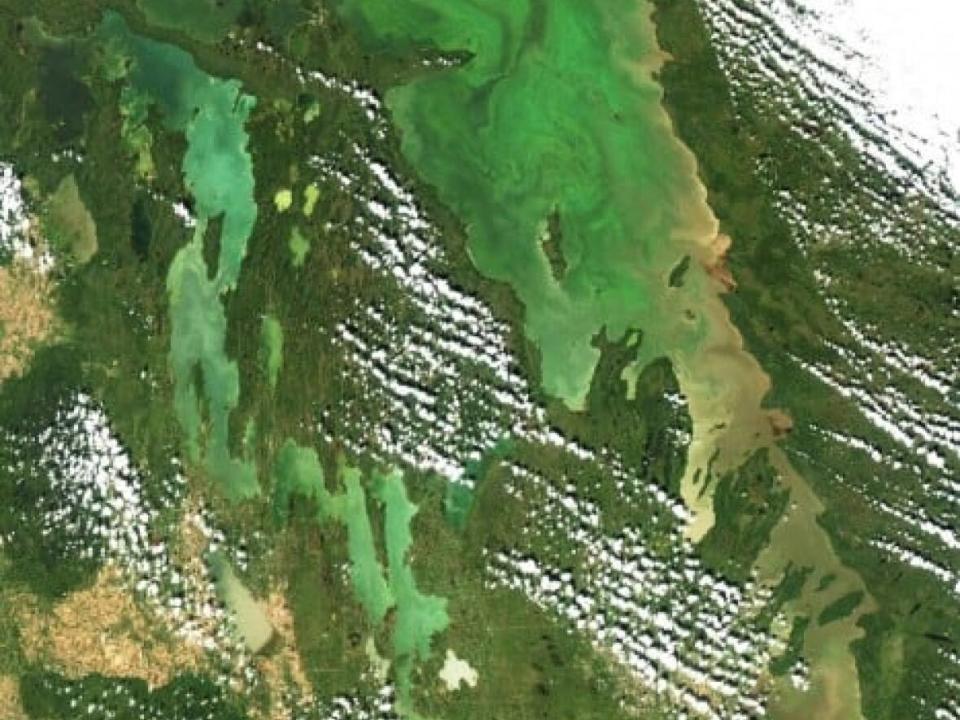 The satellite photo of Lake Winnipeg captures the extent of summer algae blooms. The federal budget calls for the creation of the Canada Water Agency, whose responsibilities are expected to include water science and water management. (CBC - image credit)