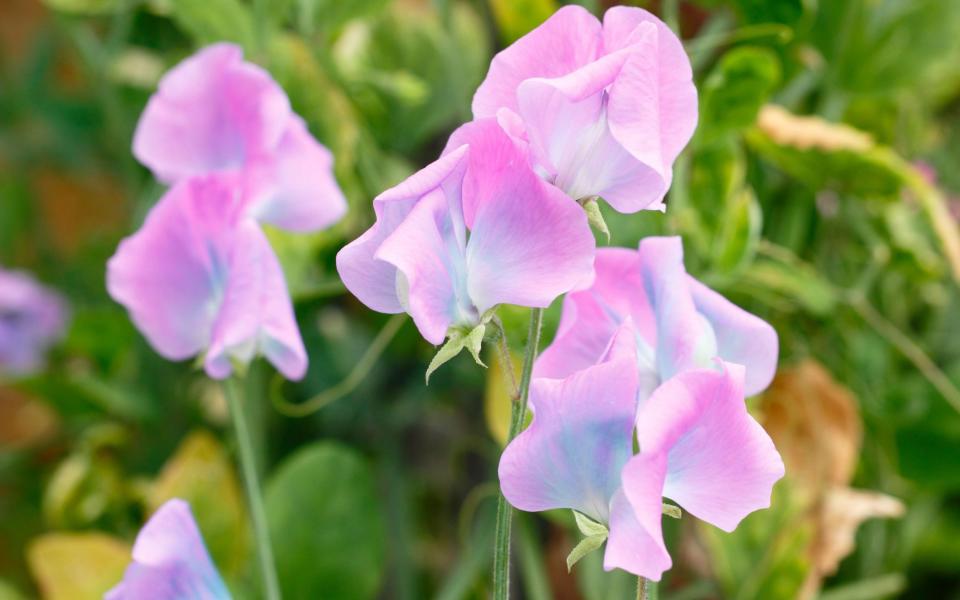 The National Sweet Pea Show has thousands of sweet-smelling flowers to admire and buy - Alamy Images 