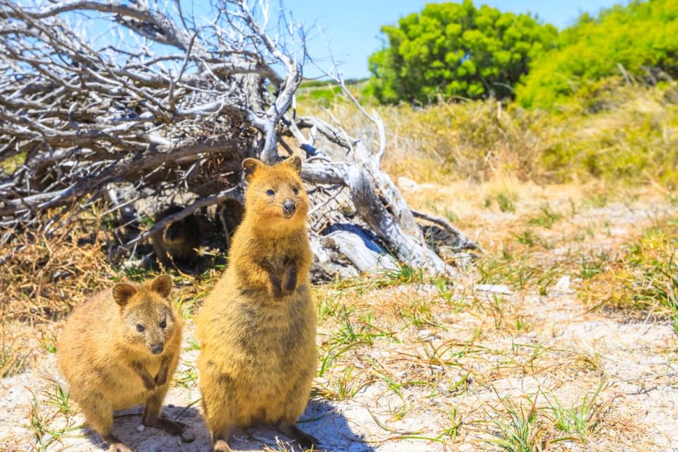 rottnest - istock