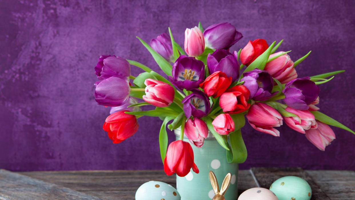 colorful tulips in spring