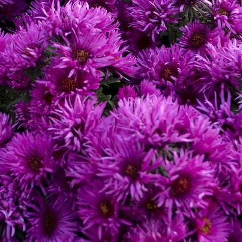 New England aster is a key food for pollinators well into fall.