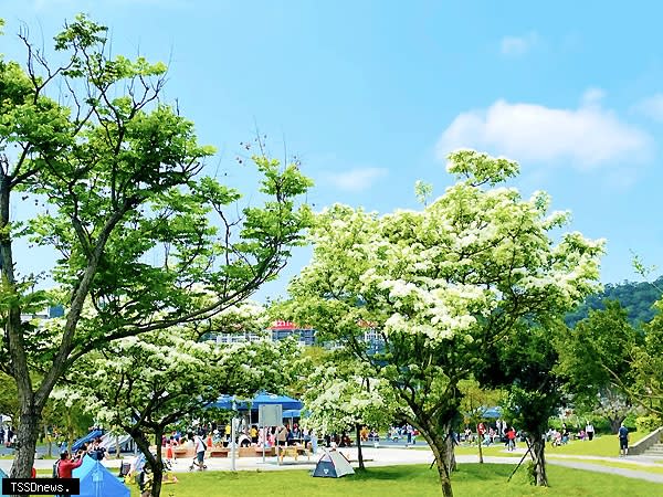 新店區陽光運動公園繼櫻花王炸開迎接春日後，現位於兒童遊戲區旁的流蘇，已陸續盛開。（圖：新北市水利局提供）