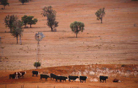 Cattle walk past an empty dam and old windmill in a drought-affected paddock on a property located west of the town of Gunnedah, located in the north-west of New South Wales in Australia, June 8, 2018. REUTERS/David Gray