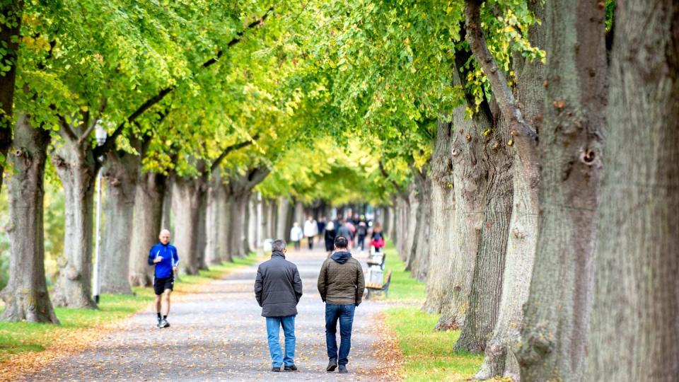 Herbstliche Farben in einer Allee in Hannover.