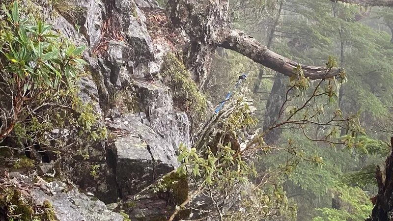 台北地方法院家事庭法官陳伯均登山失聯，發現登山杖。（民眾提供）