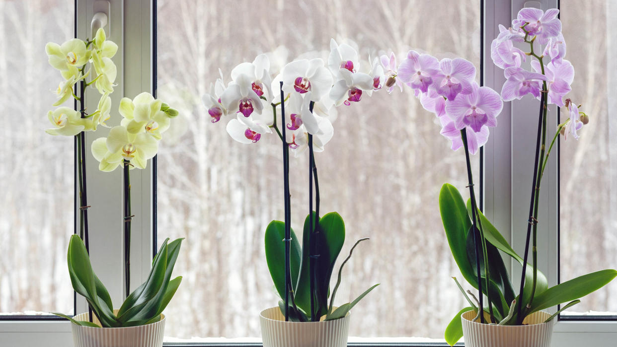  Three orchids sitting on a windowsill. 