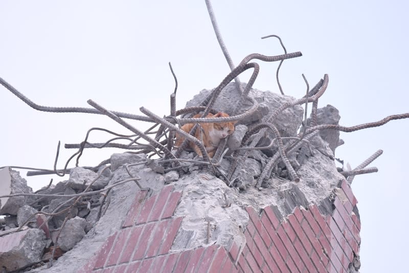 花蓮天王星大樓持續拆除，一隻受困橘貓13日不時出現在頂樓牆邊，下午2時由兩名工程人員帶捕捉網，驚險救出脫困。（中央社／民眾提供）