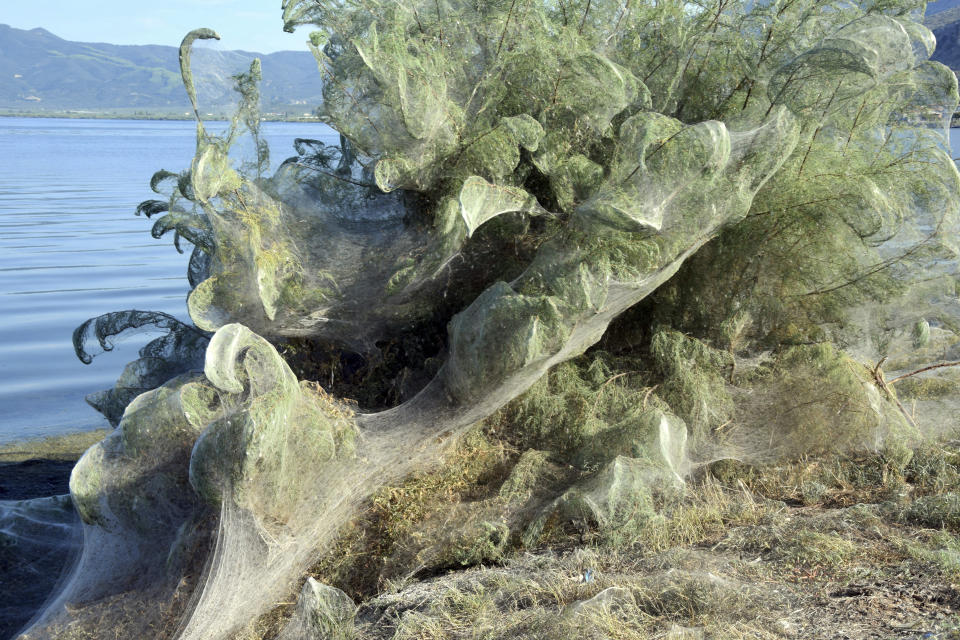 In this Wednesday, Sept. 18, 2018 photo, a bush on a beach at Aitoliko, in western Greece, is covered in thick spiders' webs. It's not quite the World Wide Web _ but the spiders of Aitoliko ihave made a good start. Spurred into overdrive by an explosion in populations of insects they eat, thousands of little spiders in the western town have spun a sticky white line extending for a few hundred meters along the shoreline. (AP Photo/Giannis Giannakopoulos.)