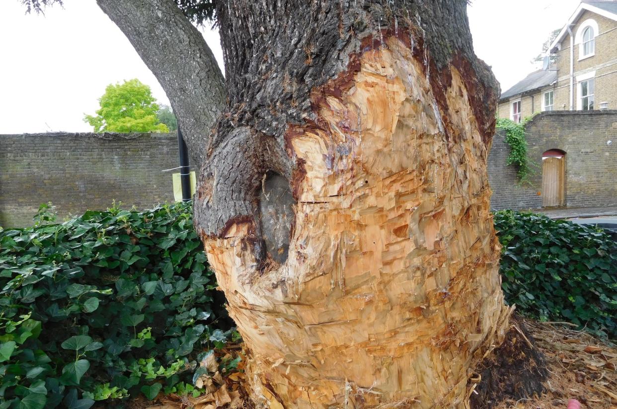 A homeowner who damaged a 90-year-old tree (pictured) so badly it had to be felled has been fined over £60,000. See SWNS story SWLEtree; Stephen Lawrence repeatedly hacked at the mature cedar in a bid to remove it from the front of his Grade II-listed property. He had previously made to failed applications to fell the protected tree, which sits in a conservation area in Chelmsford, Essex. Despite warnings, Lawrence continued to damage the tree by completely stripping the lower trunk of its bark. Council officials also discovered holes drilled into the trunk, which is a sign of someone attempting to poison the tree. Appearing at  Basildon Magistrates Court on December 12, Lawrence pleaded guilty to wilful damage to a protected tree.   