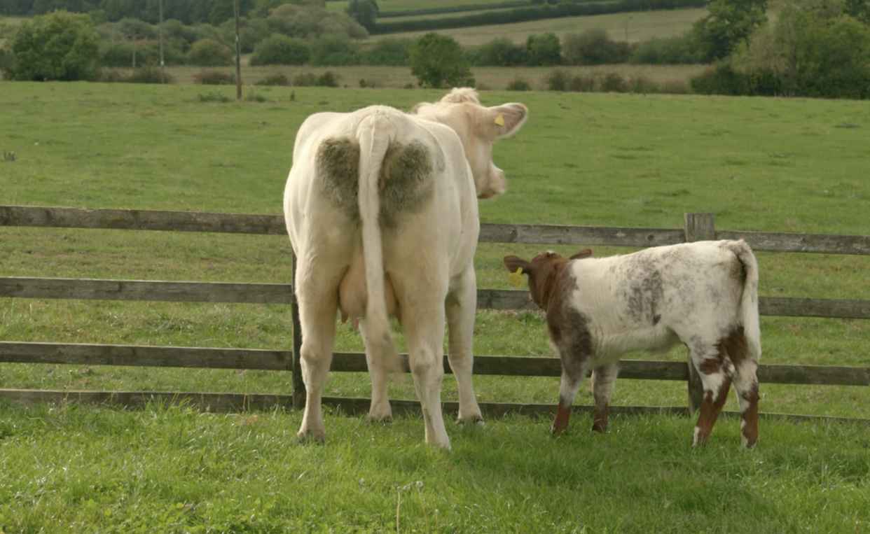 Pepper and her calf Tabby. (Prime Video)