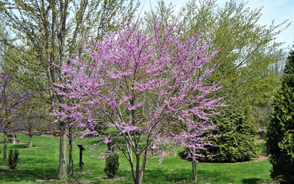 The flowers of eastern redbud can last up to a month in early spring.