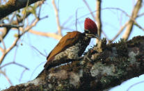 <b>Greater Flameback:</b> Flamebacks are woodpeckers so named for their fire-hued backs. Forever facing tree trunks, woodpeckers mostly have their brightly coloured backs to you.