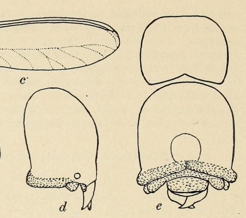 The specimen looked nearly identical to the original drawing of C. cubicoceps Emerson drew in his 1925 publication (pictured), Scheffrahn said.