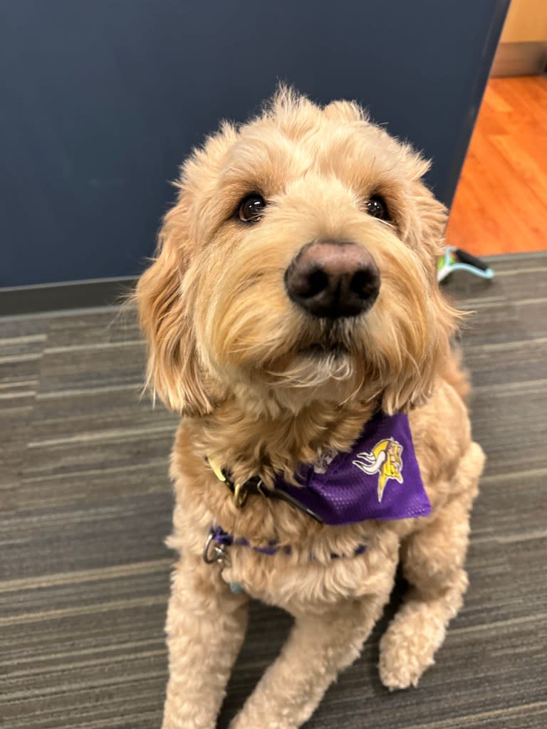 April Kline started bringing her 4-year-old English goldendoodle to work last year when she realized he might help relieve anxiety in nervous patients. Courtesy April Kline