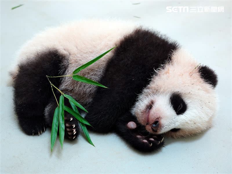 北市動物園指出，大貓熊（上）的寶寶並不等於小貓熊（下），兩者的外觀顏色有明顯差異。（圖／北市動物園提供）